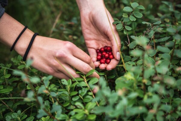 smalllapland-picking-lingonberries-soulcamp