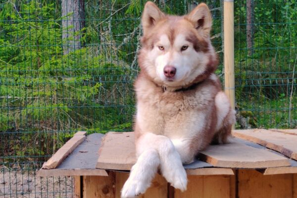 smalllapland_chiio_alaskan_malam