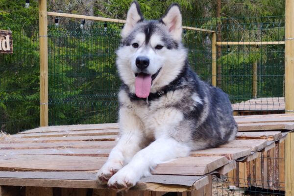 smalllapland_yuno_alaskanmalamute